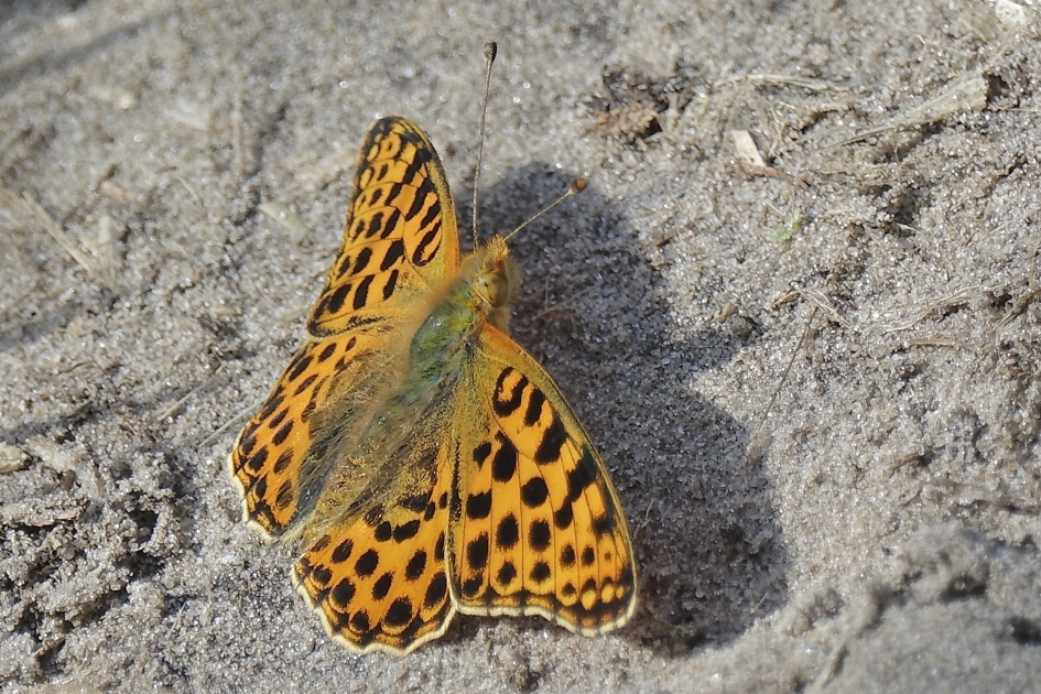 Opwarmend Pareltje - Geleedpotigen - Kleine Parelmoervlinder