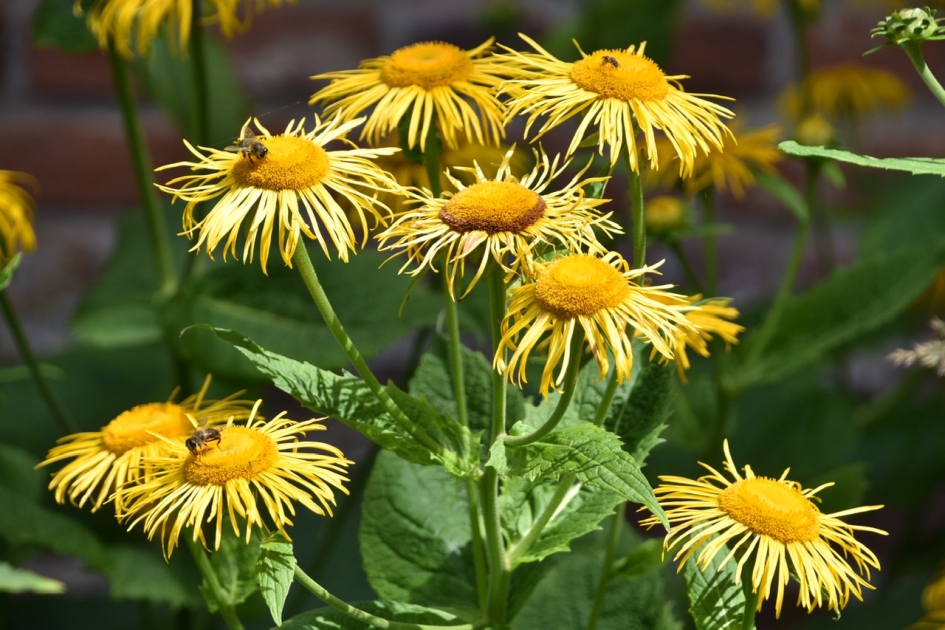 Zonniger kan het niet... - Planten - Alant