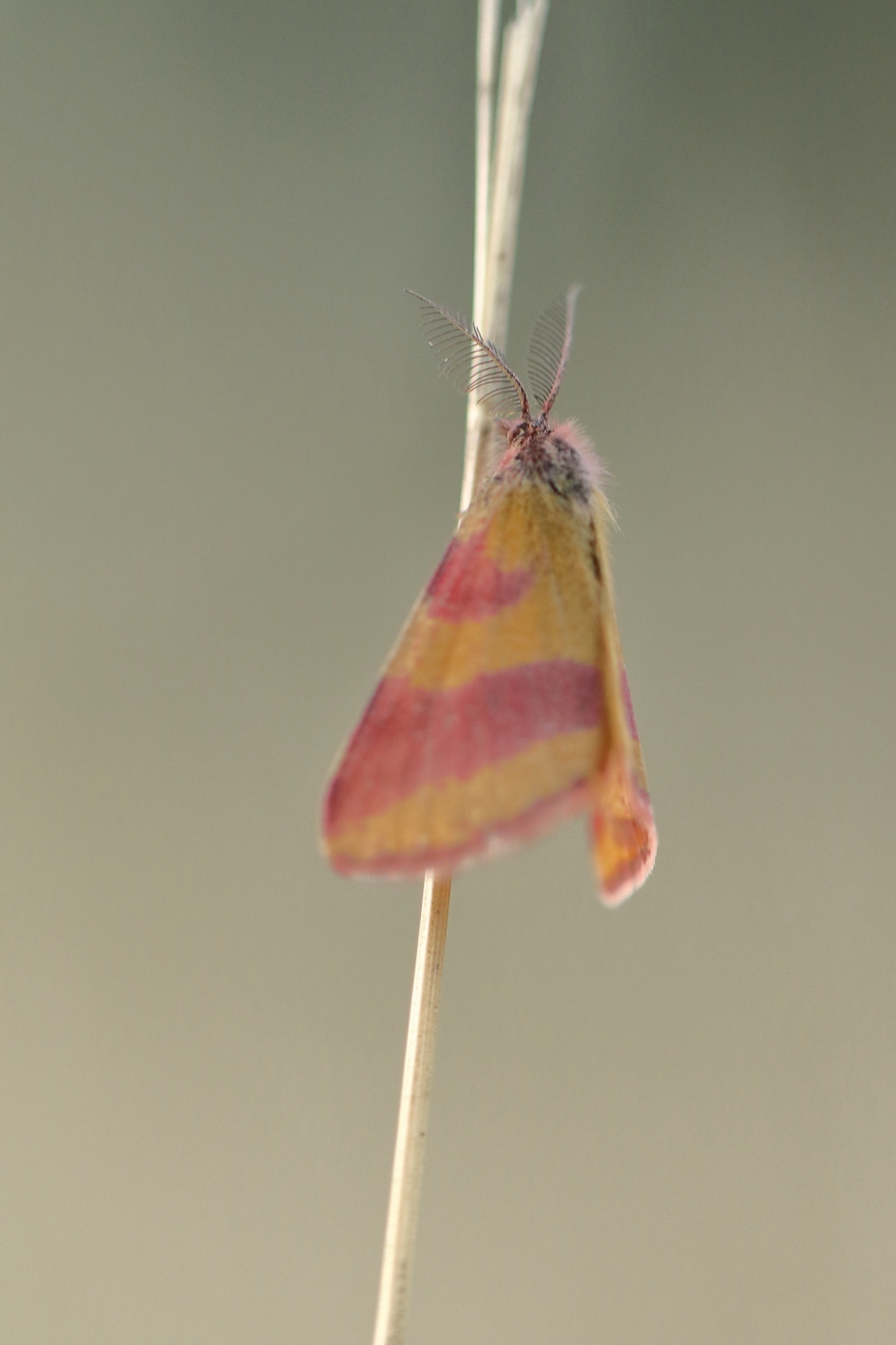 zuringspanner - Geleedpotigen - zuringspanner