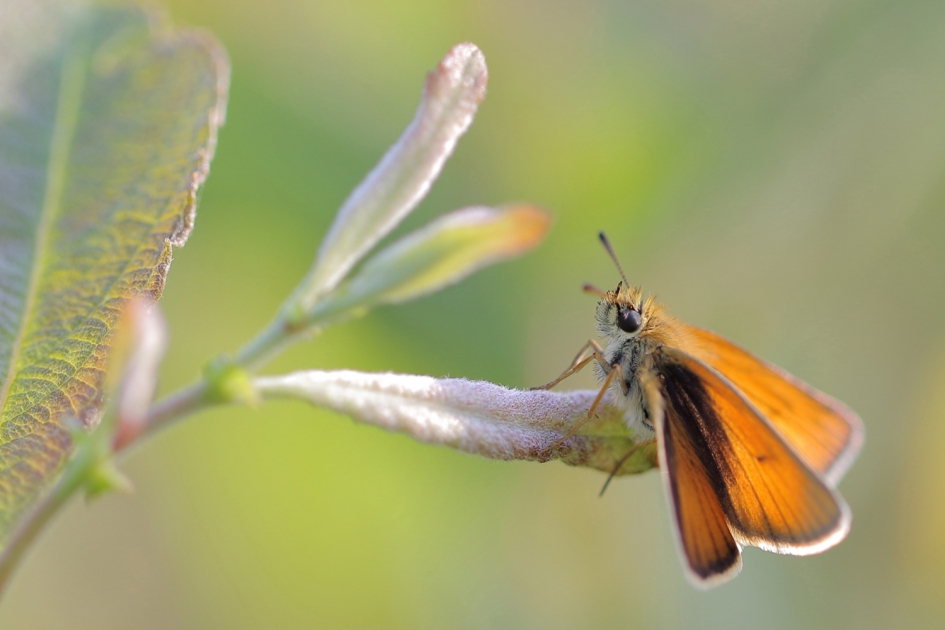 zwartsprietdikkopje - Geleedpotigen - zwartsprietdikkopje