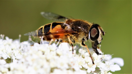 Zweefvlief in macro.