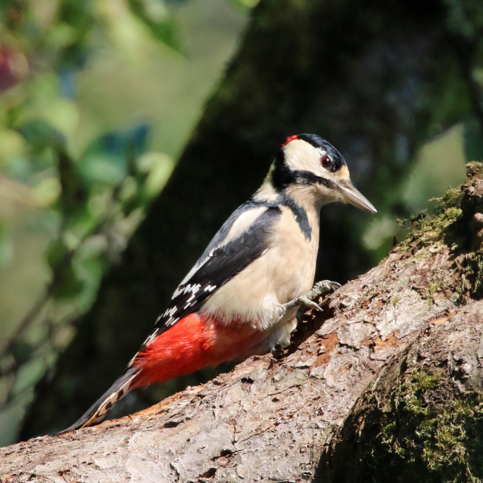 Altijd welkom tuinbezoek - Vogels - 