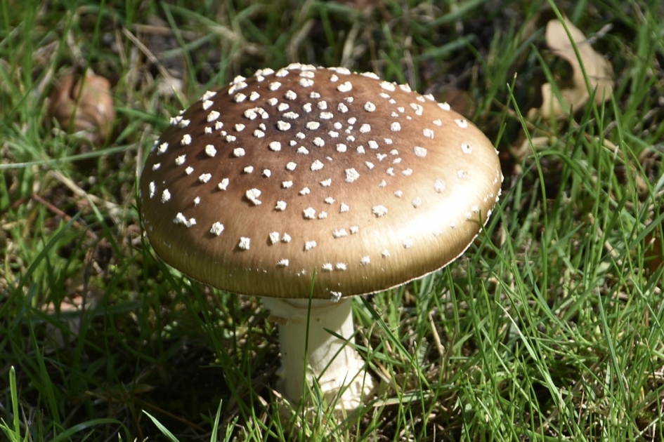 Amaniet - Schimmels - 