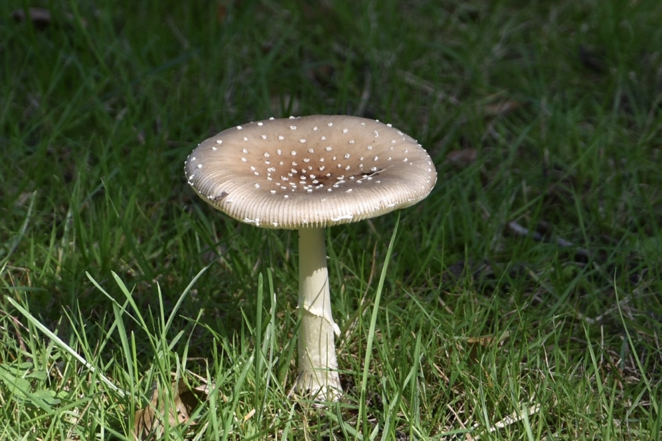 Panteranmeniet - Schimmels - 