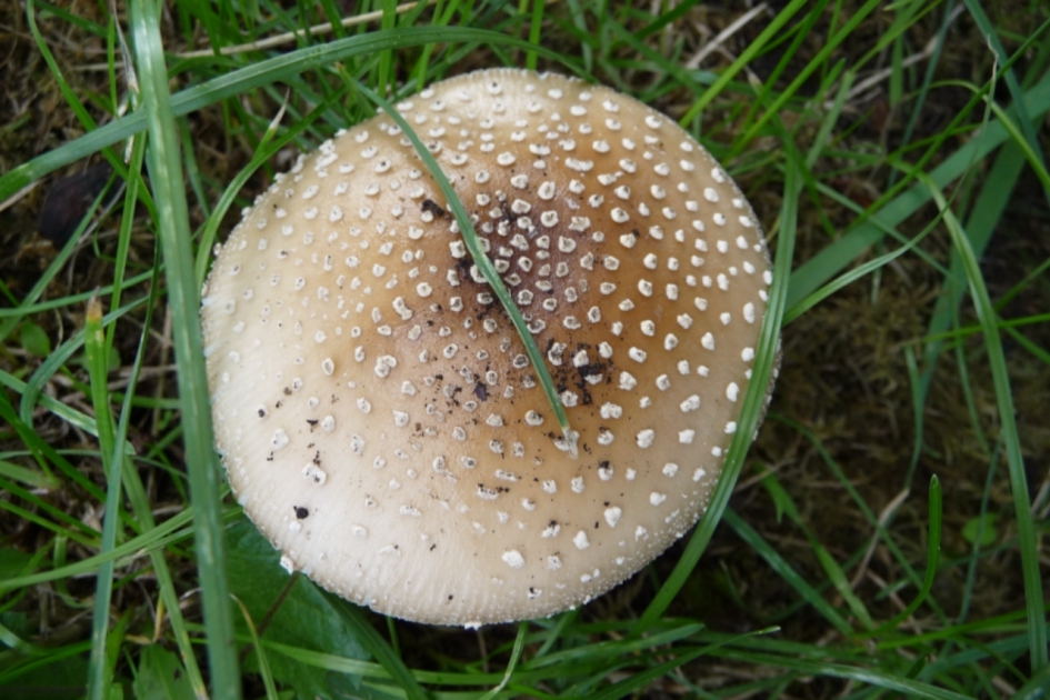 Amaniet - Schimmels - 