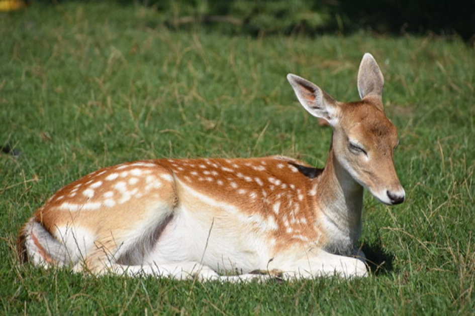 Bambi - Zoogdieren - 