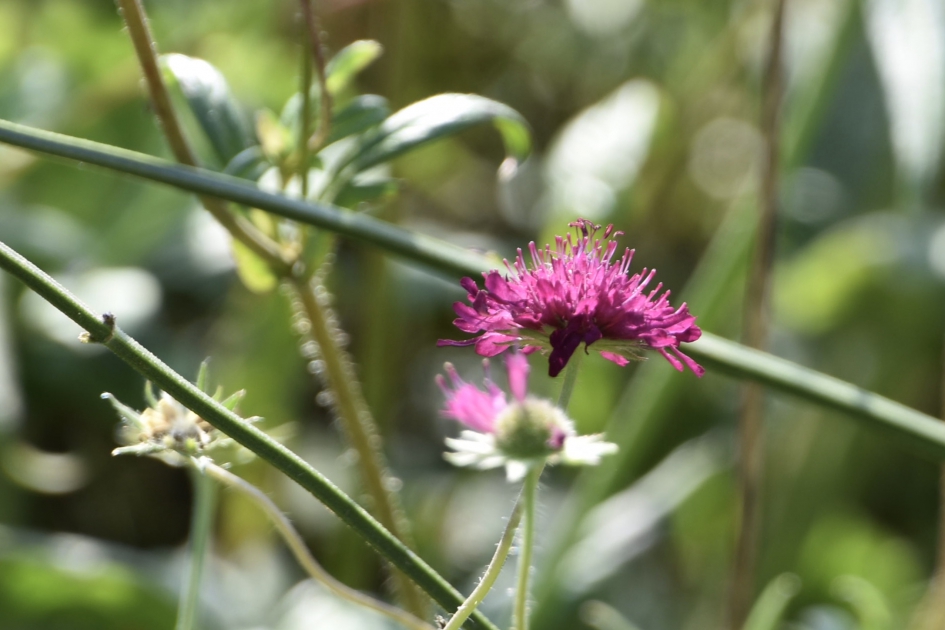 Beemdkroon - Planten - 