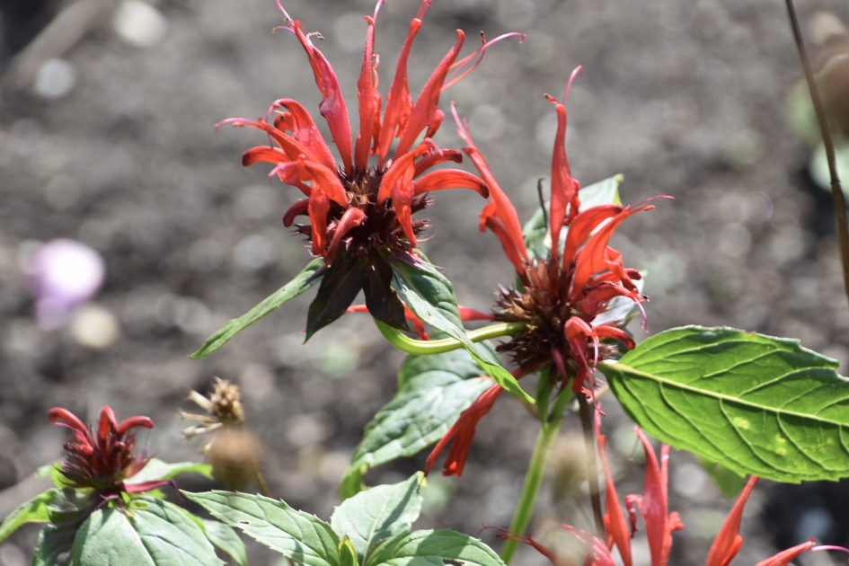 Bergamot - Planten - 