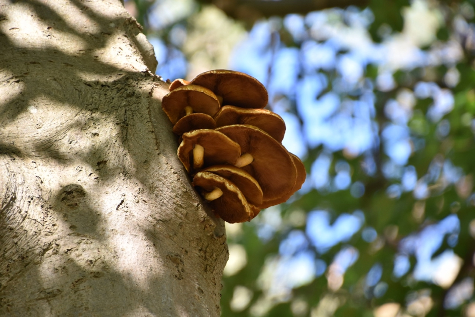 Beukenzwam - Schimmels - 