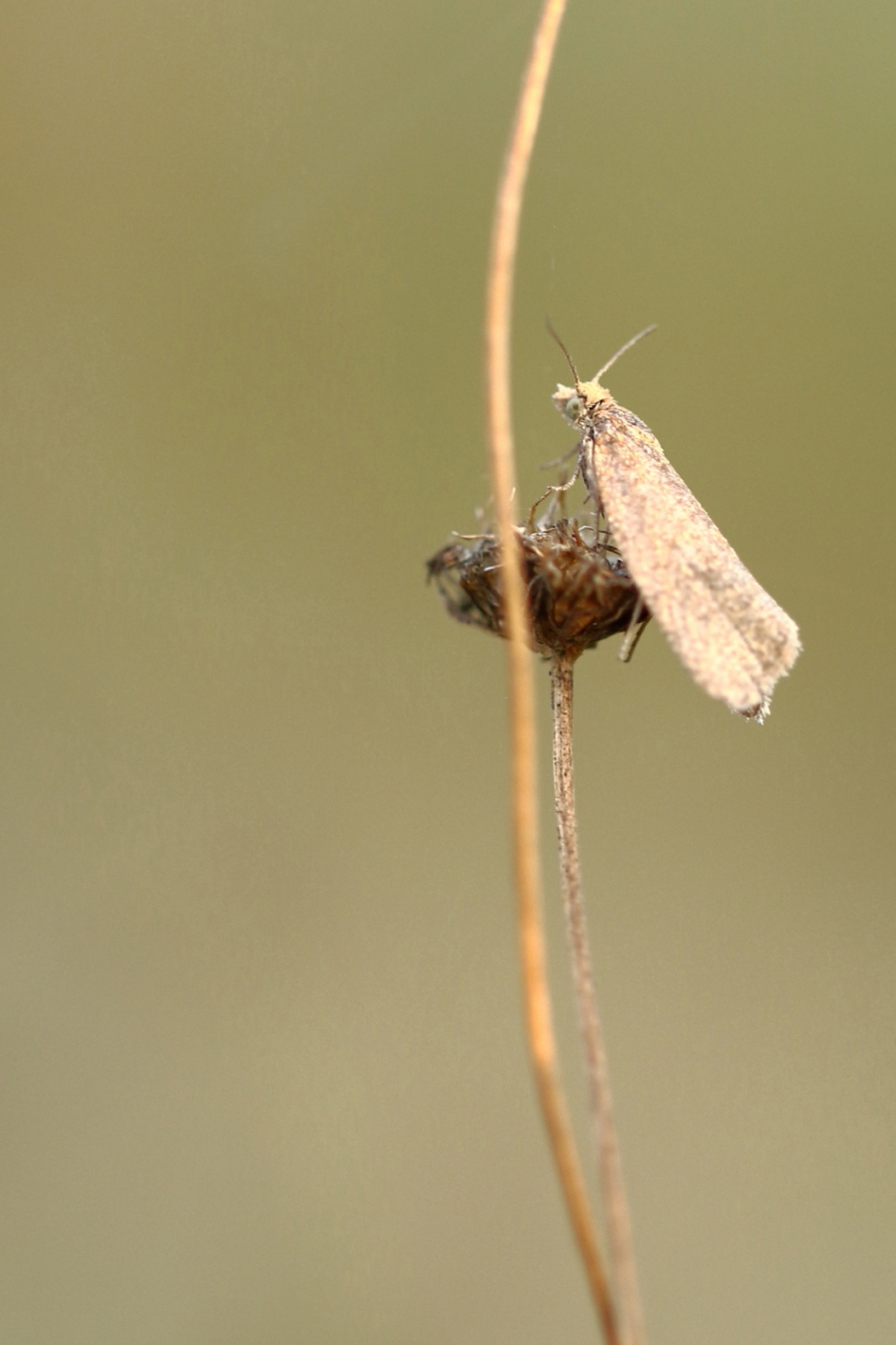 biesbladroller - Geleedpotigen - biesbladroller