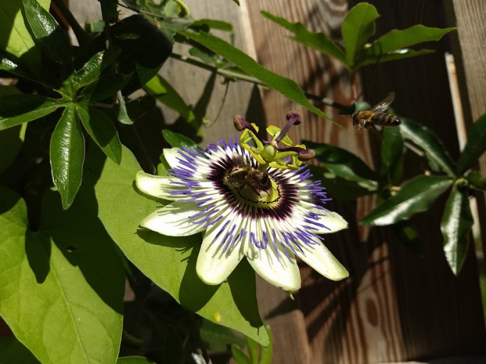 Bijen bij een passiebloem - Planten - Passiebloem