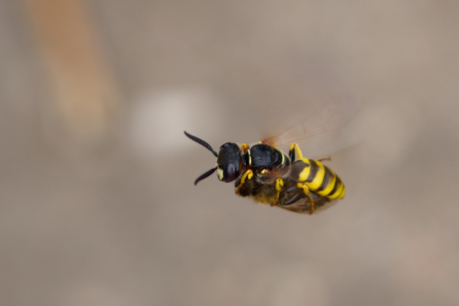 Bijenwolf in de Biesbosch - Geleedpotigen - Bijenwolf