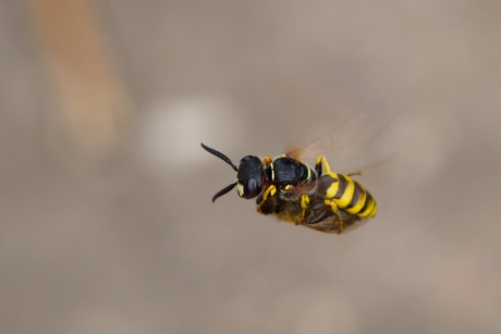 Bijenwolf in de Biesbosch