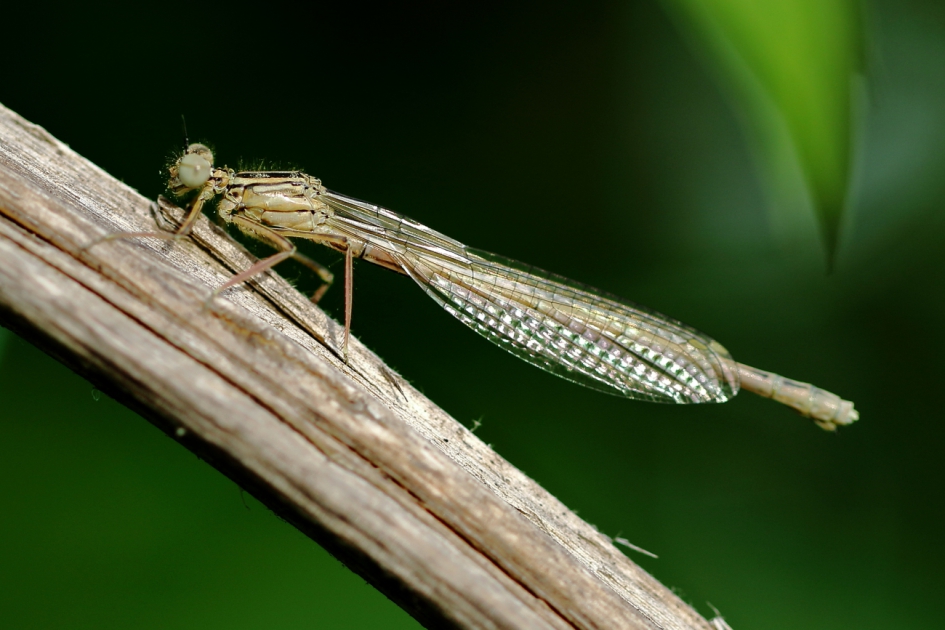 blauwe breedscheenjuffer -v- - Geleedpotigen - blauwe breedscheenjuffer
