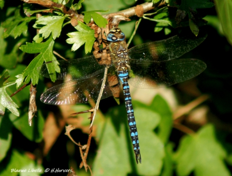 Blauwe Libelle.