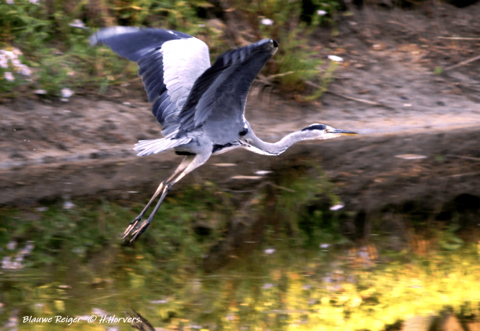 Blauwe Reiger. - Vogels - Blauwe Reiger.