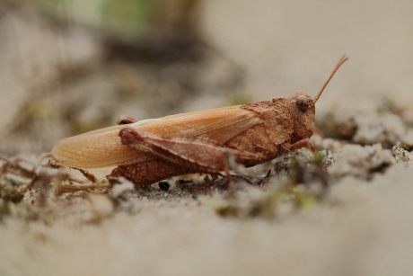 blauwvleugelsprinkhaan -v-