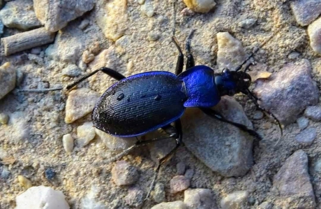 blauwzwarte Korrelschalebijter!