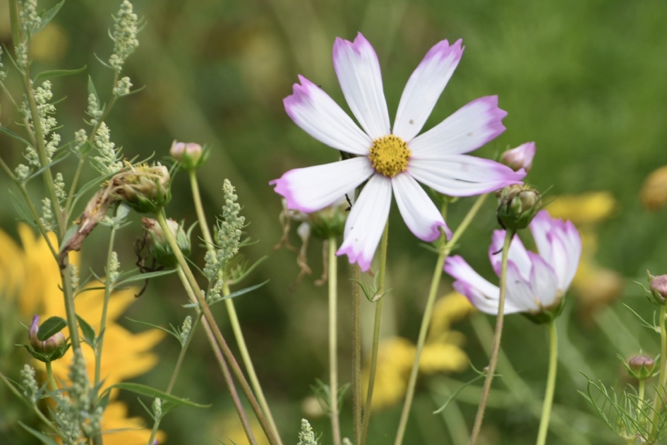 Bloemenrand - Planten - 