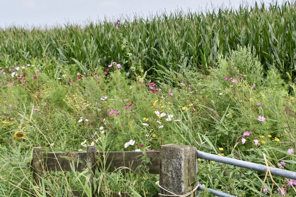 Bloemenrand - Planten - 