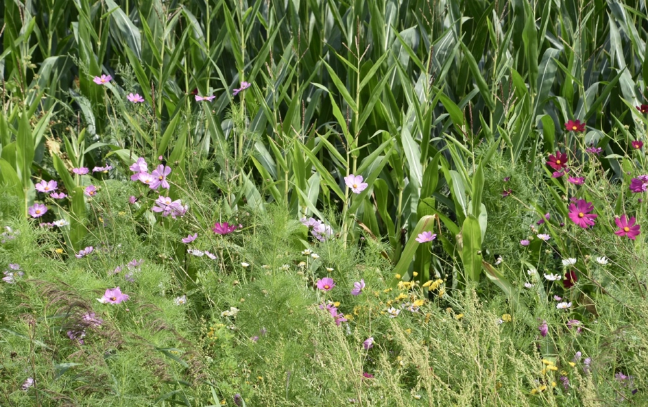 Bloemenrand - Planten - 