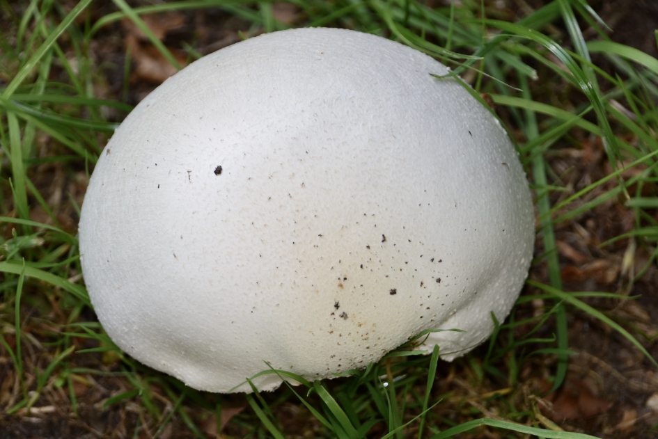 “Bolle jongen” - Schimmels - 