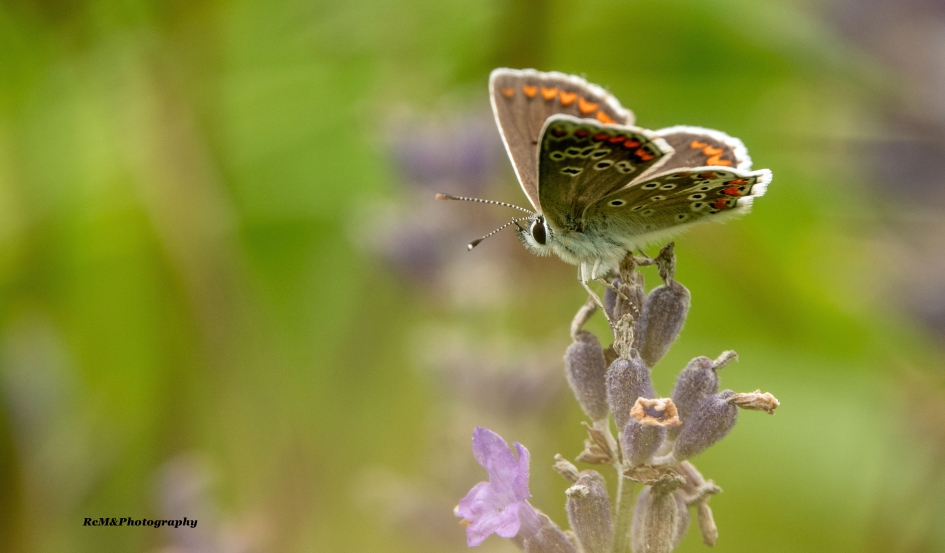 Bruin blauwtje. - Geleedpotigen - Bruin blauwtje.