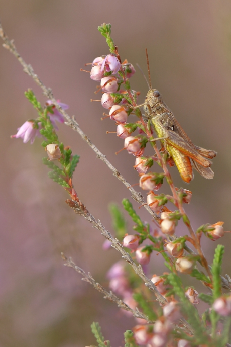 bruine sprinkhaan
