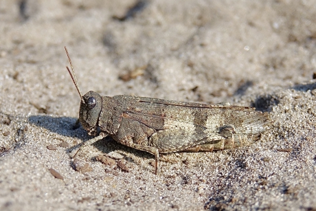 Camouflage van de Blauwvleugel (v)