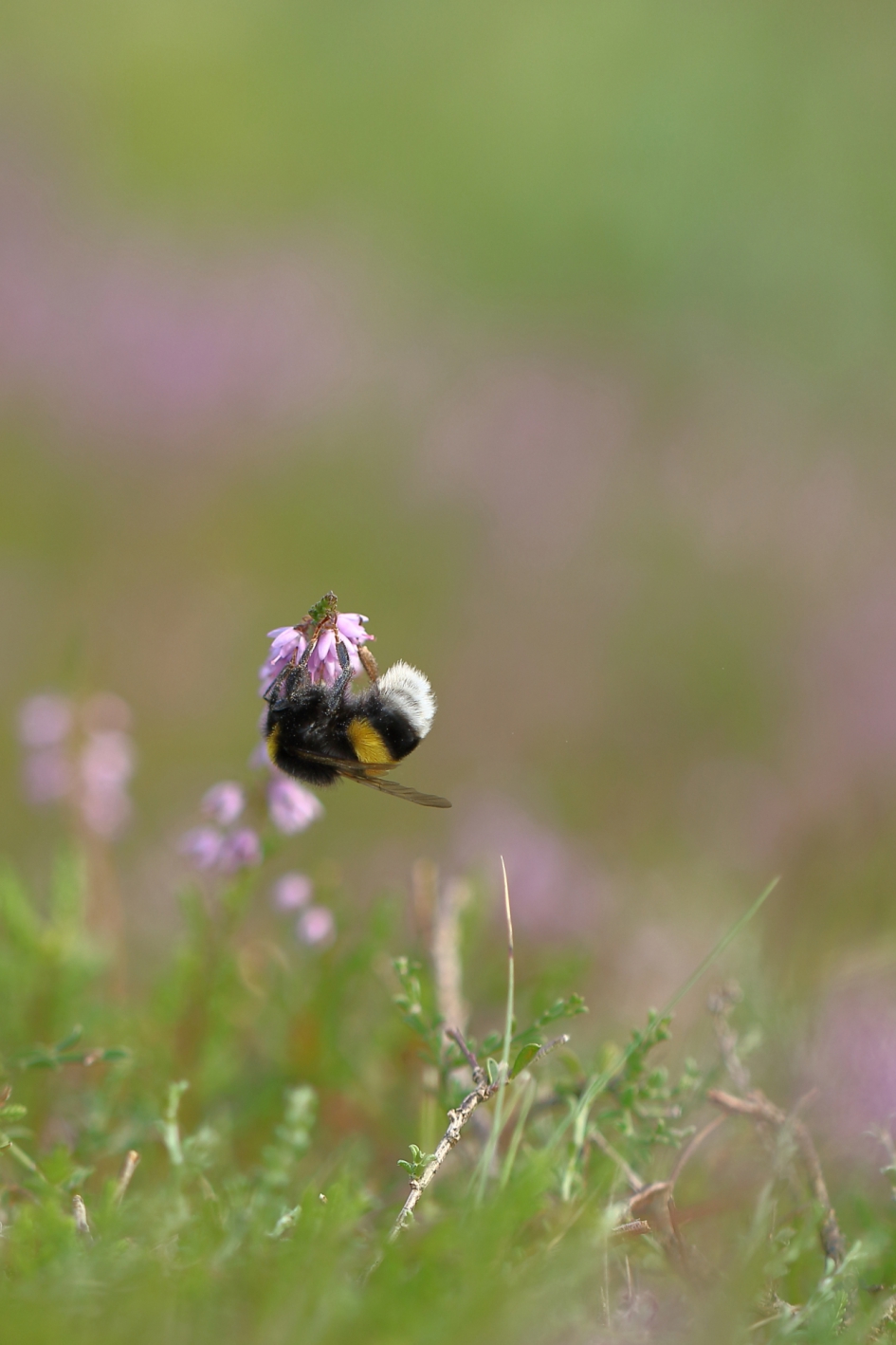 capriolen op de heide - Geleedpotigen - aardhommel