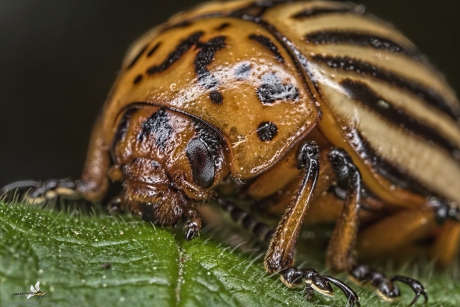 Coloradokever (Leptinotarsa decemlineata)