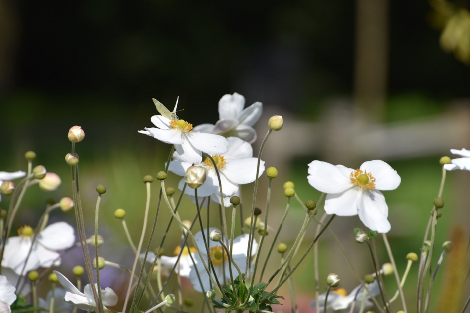 Cosmea - Planten - 