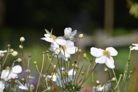 Cosmea