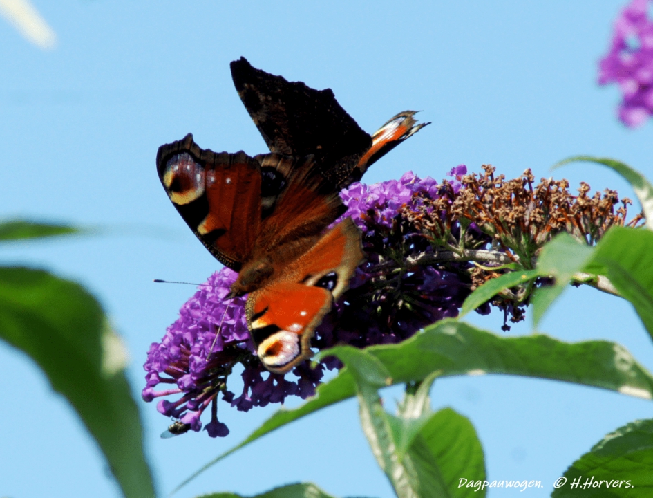 Dagpauwogen - Geleedpotigen - Dagpauwogen