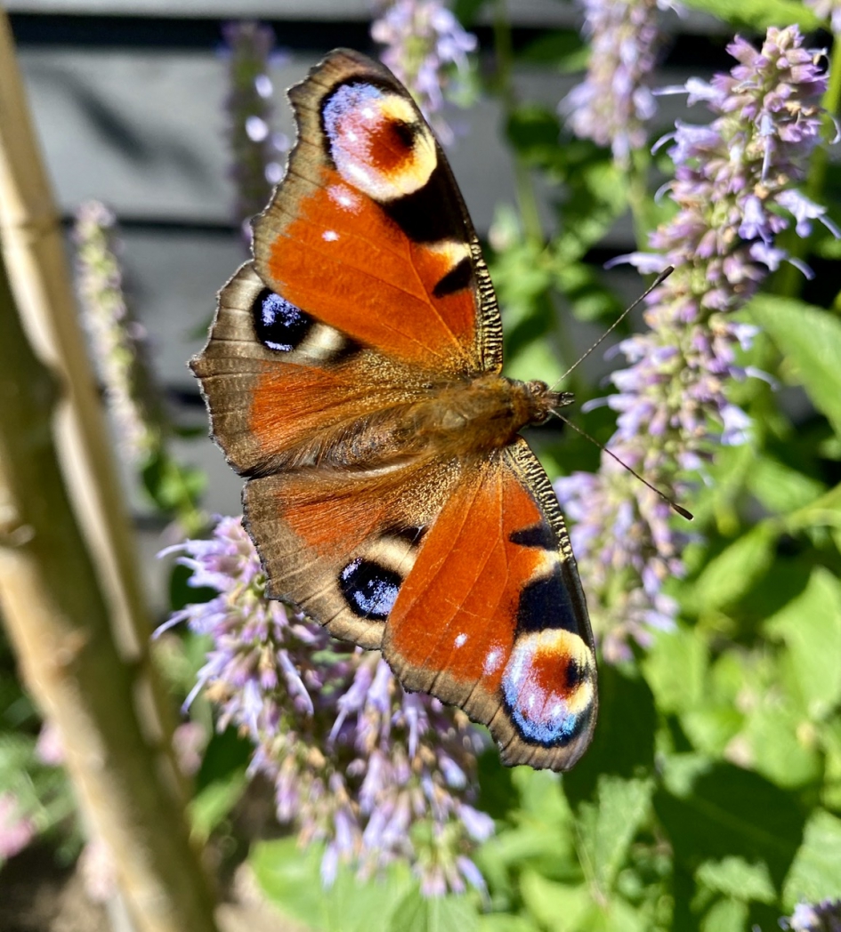 Dagpauwoog - Geleedpotigen - Dagpauwoog