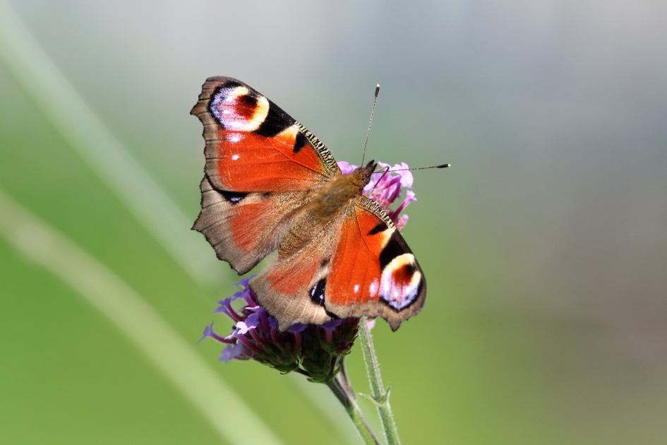 Dagpauwoog - Geleedpotigen - 