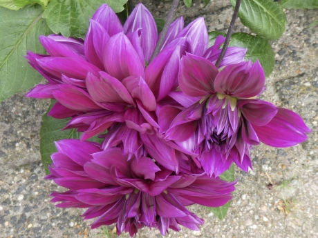 Dahlia’s