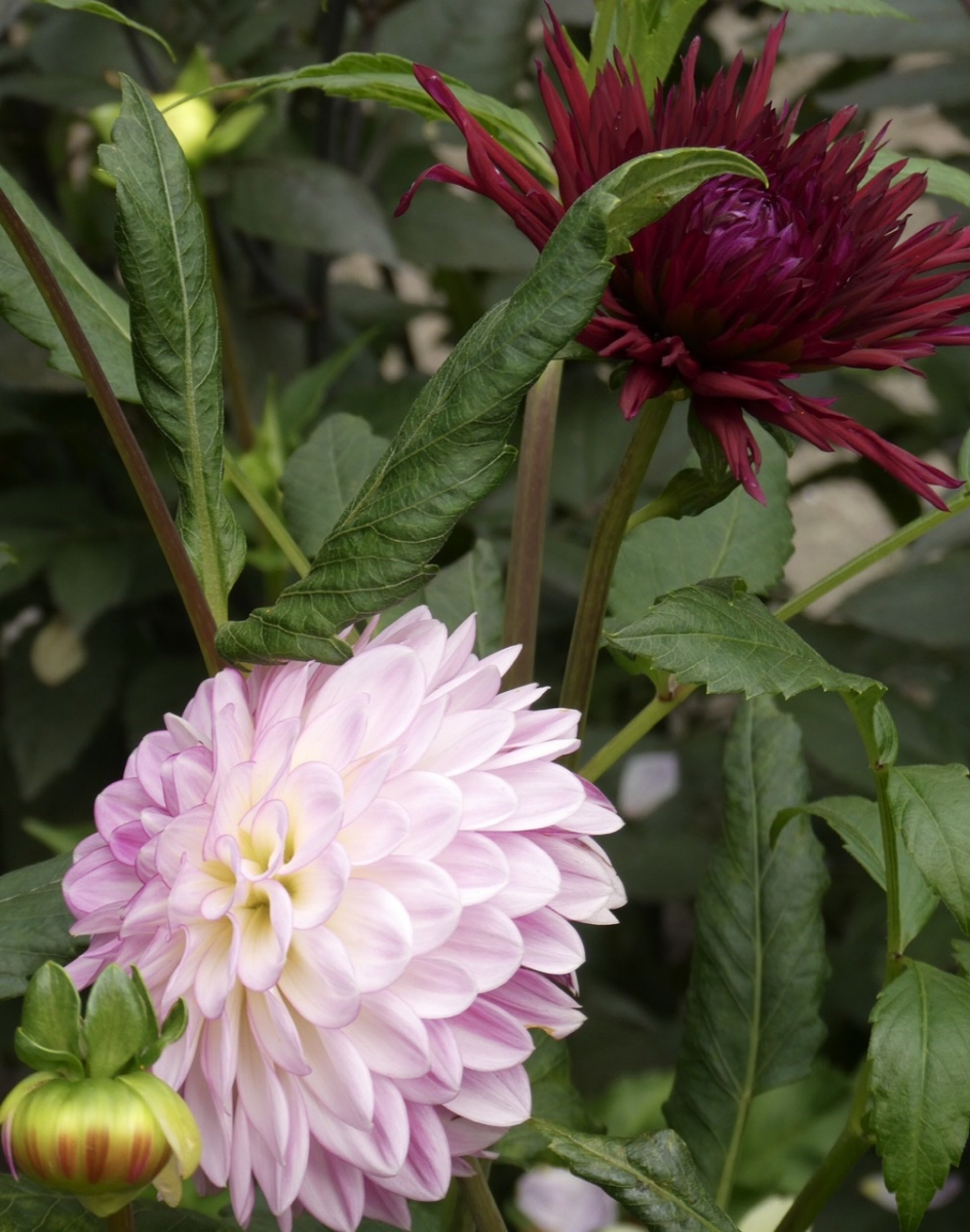 Dahlia’s - Planten - 