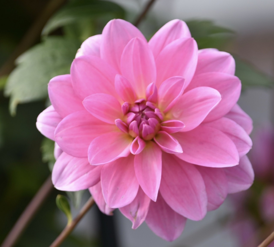 Dahlia - Planten - 