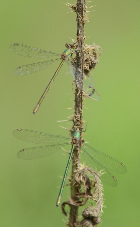 dames onder elkaar...........letterlijk en figuurlijk