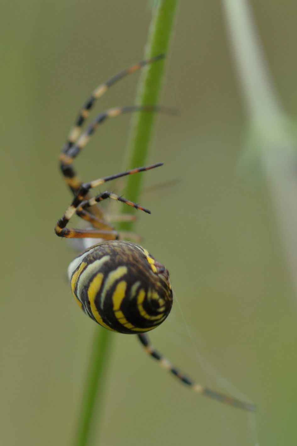 de achterkant - Geleedpotigen - wespspin