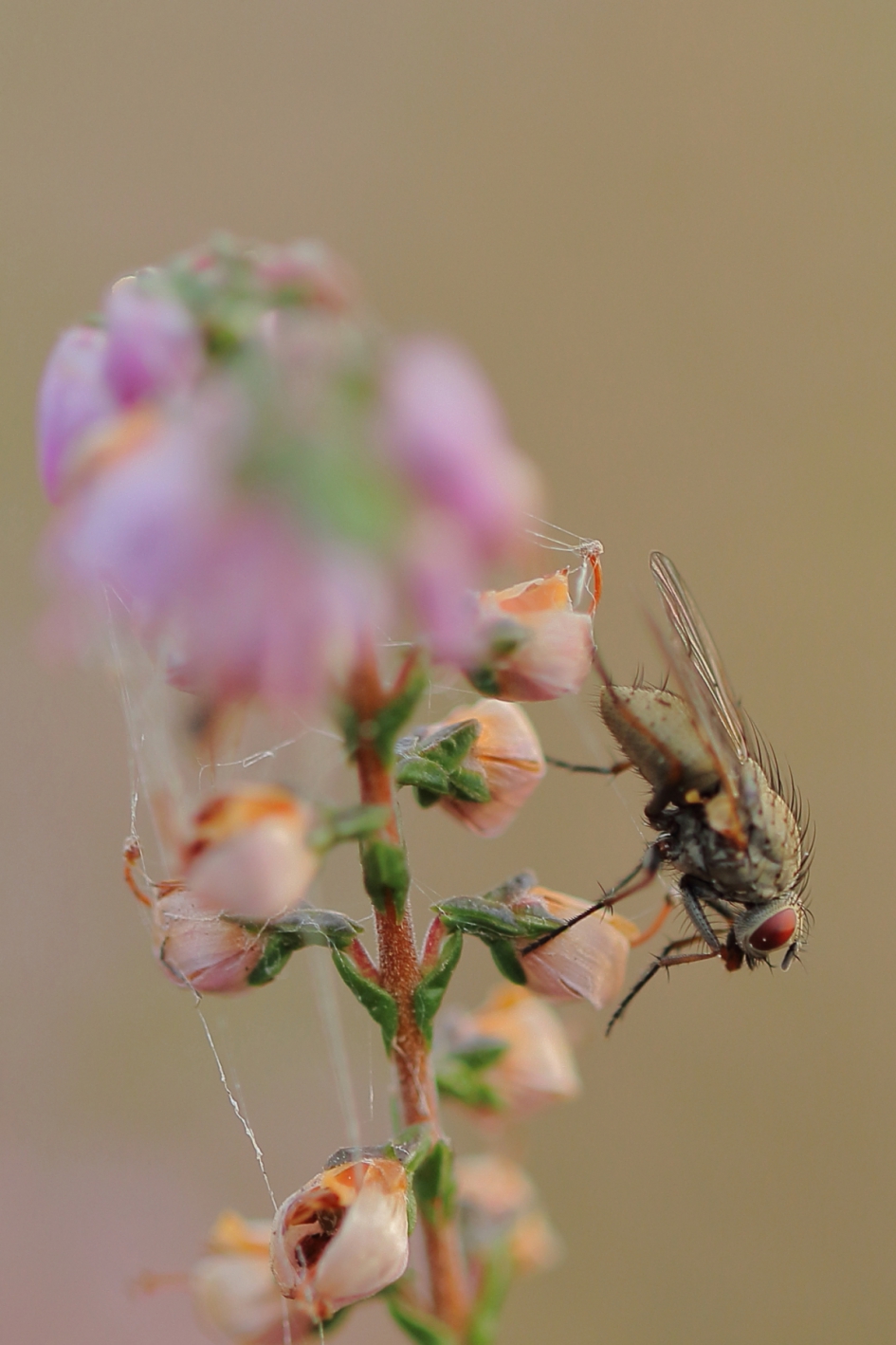 de dans ontsprongen - Geleedpotigen - echte vlieg