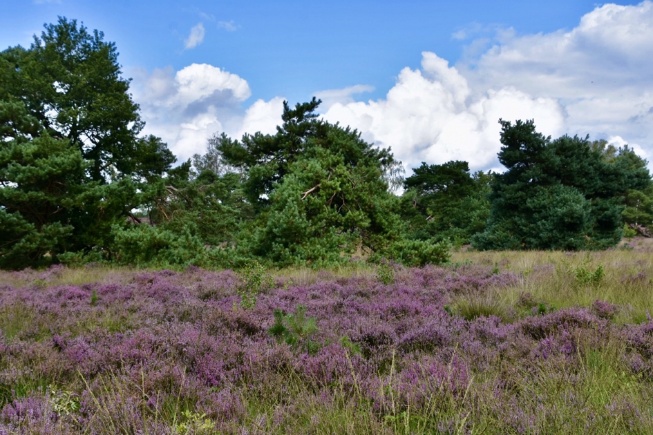 Den Treek - Weer en landschap - 