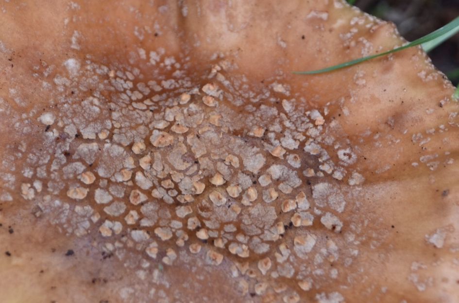 Detail van een paddenstoel - Schimmels - 