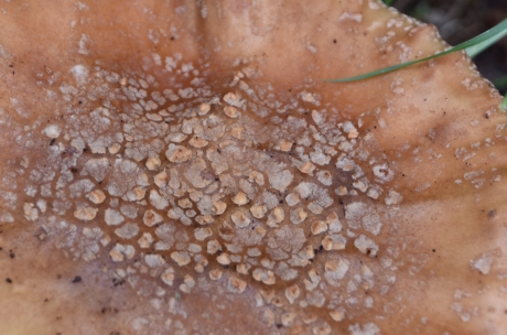 Detail van een paddenstoel