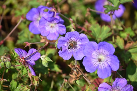 Deze week nog veel beweging boven de bloemen
