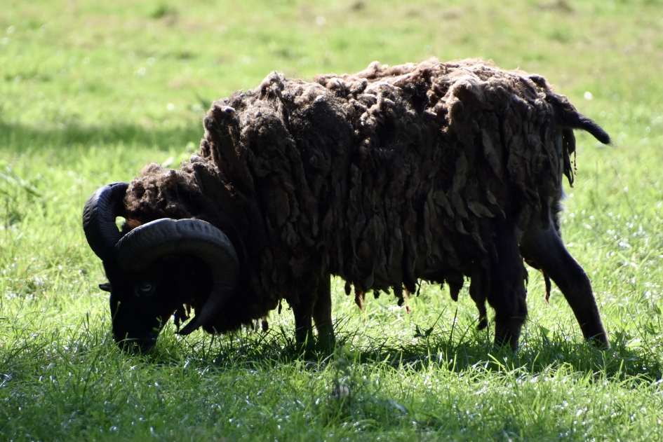 Die jas moet nu maar uit... - Zoogdieren - 