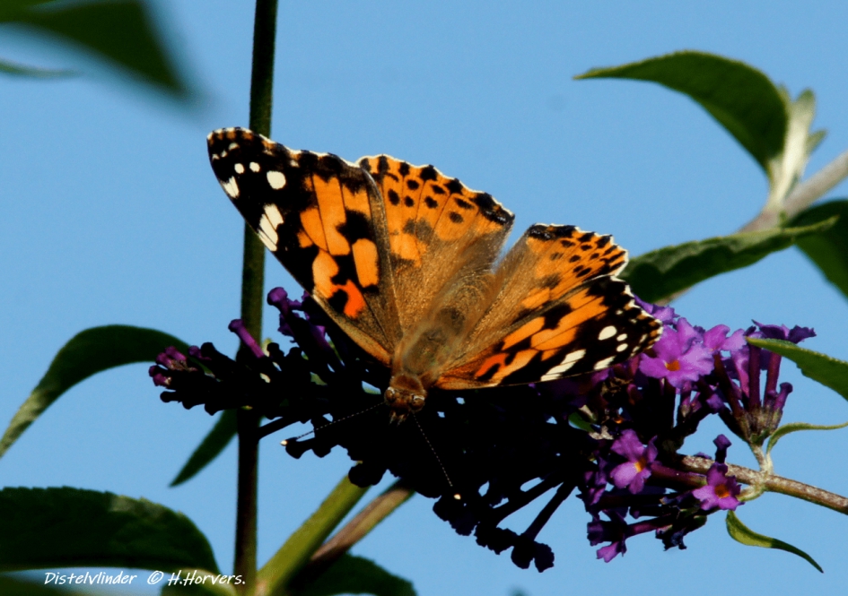 Distelvlinder. - Geleedpotigen - Distelvlinder.