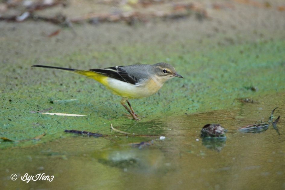 Een dagje Birdwatching - Vogels - Grote gele kwikstaart