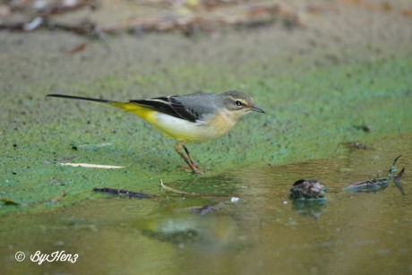 Een dagje Birdwatching